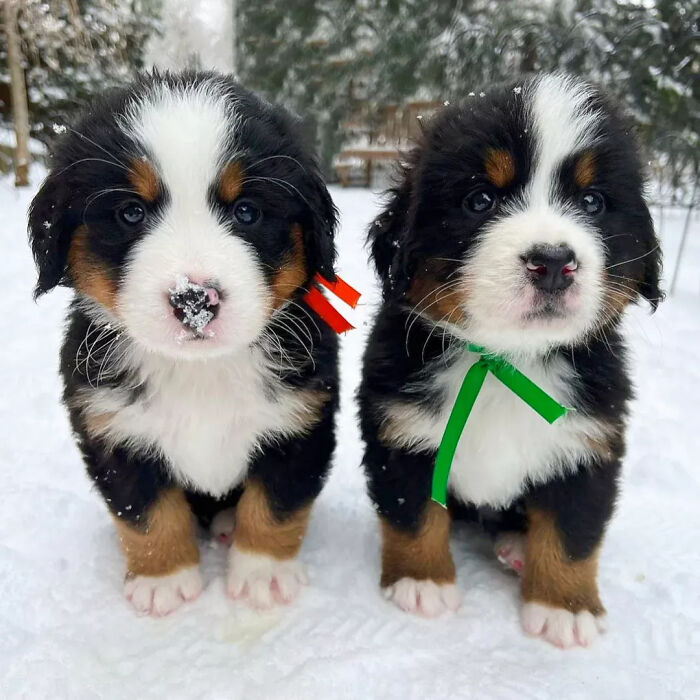 This Instagram Page Is Dedicated To Sharing The Cutest Puppies On The Internet, And Here Are 40 Of Our Favorites This Instagram Page Is Dedicated To Sharing The Cutest Puppies On The Internet, And Here Are 40 Of Our Favorites