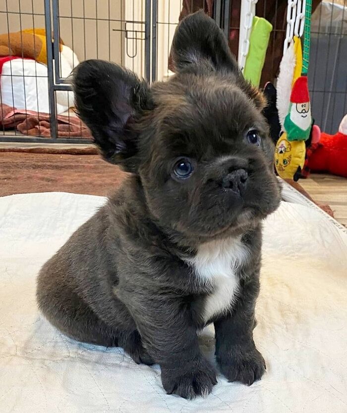 This Instagram Page Is Dedicated To Sharing The Cutest Puppies On The Internet, And Here Are 40 Of Our Favorites This Instagram Page Is Dedicated To Sharing The Cutest Puppies On The Internet, And Here Are 40 Of Our Favorites