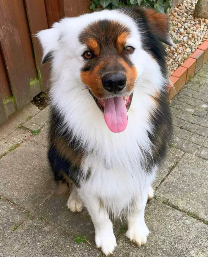 This Instagram Page Is Dedicated To Sharing The Cutest Puppies On The Internet, And Here Are 40 Of Our Favorites This Instagram Page Is Dedicated To Sharing The Cutest Puppies On The Internet, And Here Are 40 Of Our Favorites