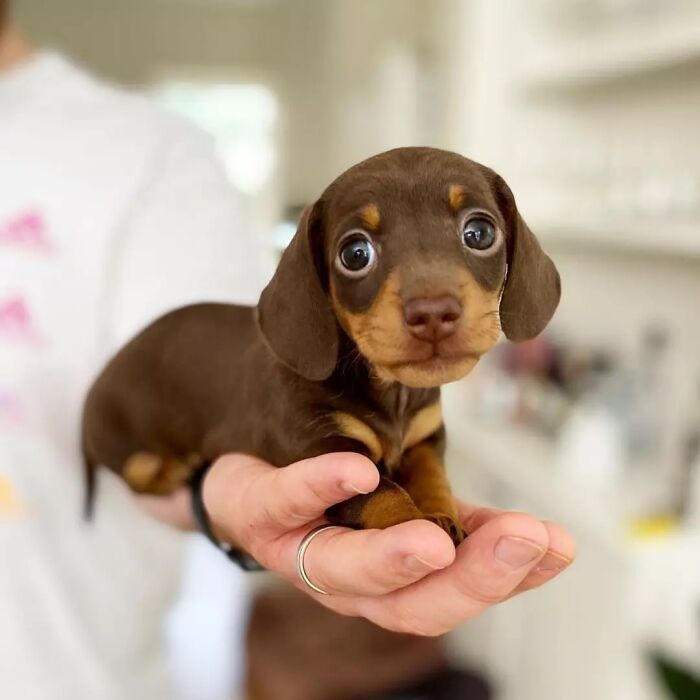 This Instagram Page Is Dedicated To Sharing The Cutest Puppies On The Internet, And Here Are 40 Of Our Favorites This Instagram Page Is Dedicated To Sharing The Cutest Puppies On The Internet, And Here Are 40 Of Our Favorites