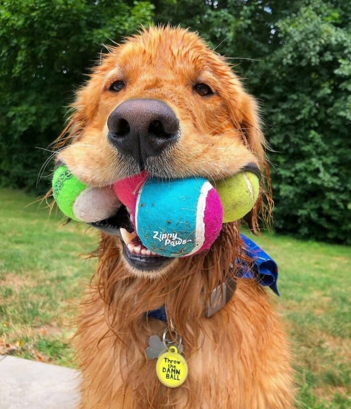This Instagram Page Is Dedicated To Sharing The Cutest Puppies On The Internet, And Here Are 40 Of Our Favorites This Instagram Page Is Dedicated To Sharing The Cutest Puppies On The Internet, And Here Are 40 Of Our Favorites