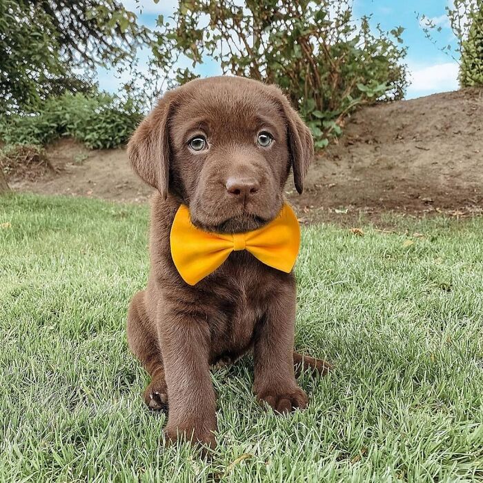 This Instagram Page Is Dedicated To Sharing The Cutest Puppies On The Internet, And Here Are 40 Of Our Favorites This Instagram Page Is Dedicated To Sharing The Cutest Puppies On The Internet, And Here Are 40 Of Our Favorites