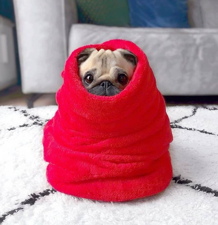 This Instagram Page Is Dedicated To Sharing The Cutest Puppies On The Internet, And Here Are 40 Of Our Favorites This Instagram Page Is Dedicated To Sharing The Cutest Puppies On The Internet, And Here Are 40 Of Our Favorites