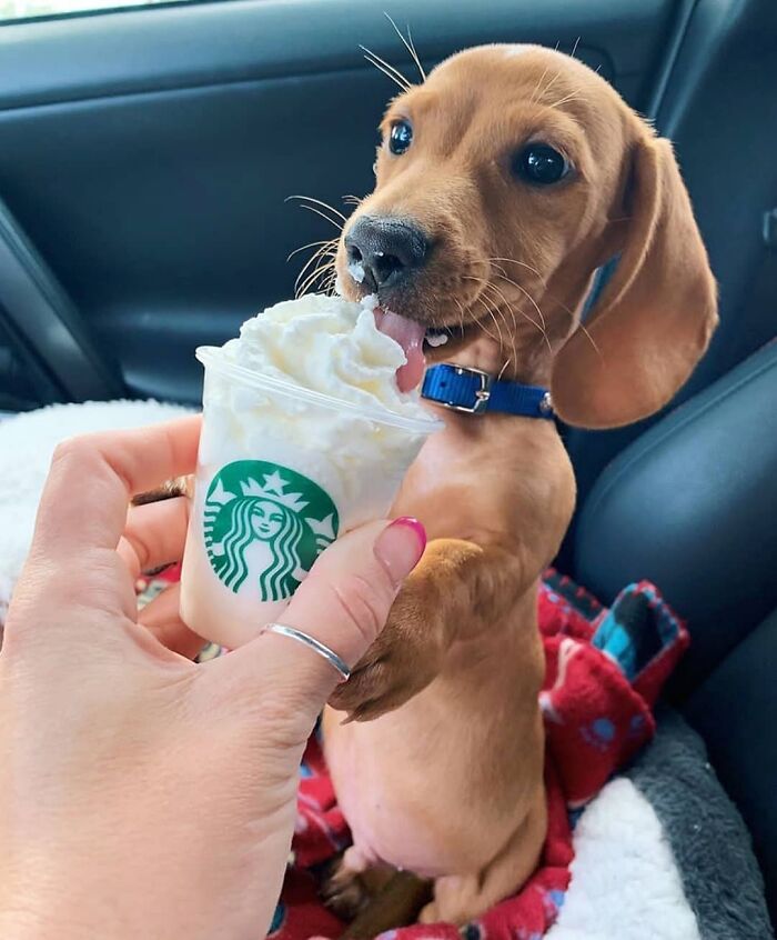 This Instagram Page Is Dedicated To Sharing The Cutest Puppies On The Internet, And Here Are 40 Of Our Favorites This Instagram Page Is Dedicated To Sharing The Cutest Puppies On The Internet, And Here Are 40 Of Our Favorites