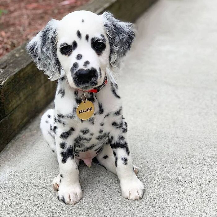 This Instagram Page Is Dedicated To Sharing The Cutest Puppies On The Internet, And Here Are 40 Of Our Favorites This Instagram Page Is Dedicated To Sharing The Cutest Puppies On The Internet, And Here Are 40 Of Our Favorites