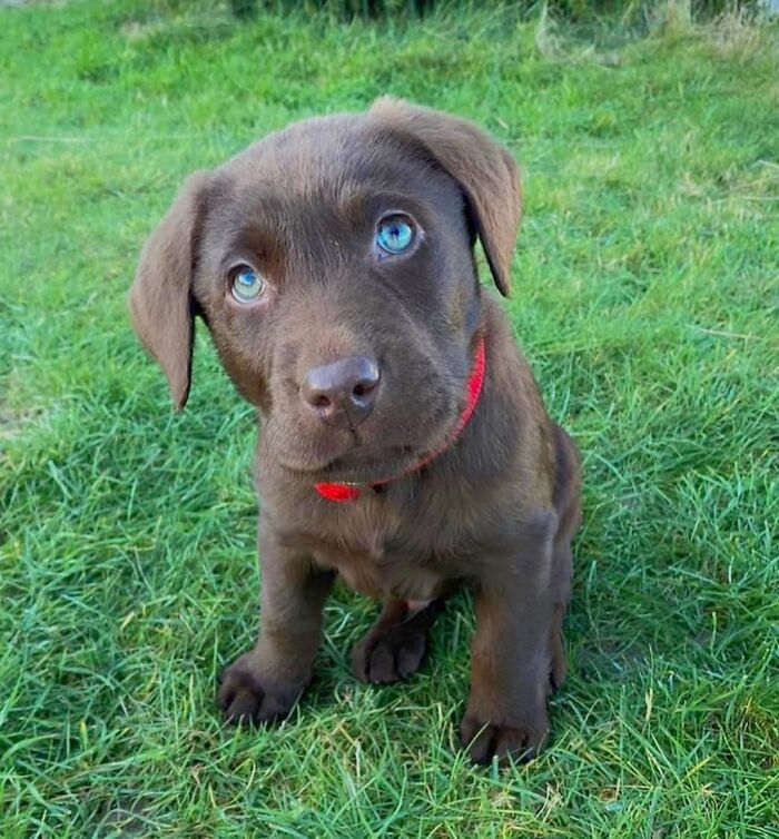 This Instagram Page Is Dedicated To Sharing The Cutest Puppies On The Internet, And Here Are 40 Of Our Favorites This Instagram Page Is Dedicated To Sharing The Cutest Puppies On The Internet, And Here Are 40 Of Our Favorites
