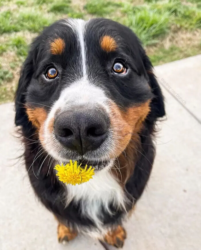 This Instagram Page Is Dedicated To Sharing The Cutest Puppies On The Internet, And Here Are 40 Of Our Favorites This Instagram Page Is Dedicated To Sharing The Cutest Puppies On The Internet, And Here Are 40 Of Our Favorites