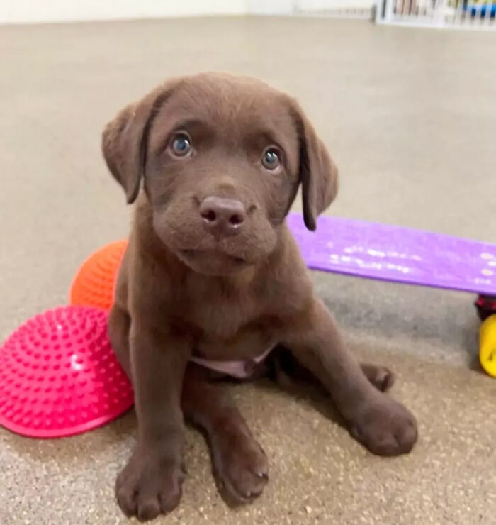 This Instagram Page Is Dedicated To Sharing The Cutest Puppies On The Internet, And Here Are 40 Of Our Favorites This Instagram Page Is Dedicated To Sharing The Cutest Puppies On The Internet, And Here Are 40 Of Our Favorites