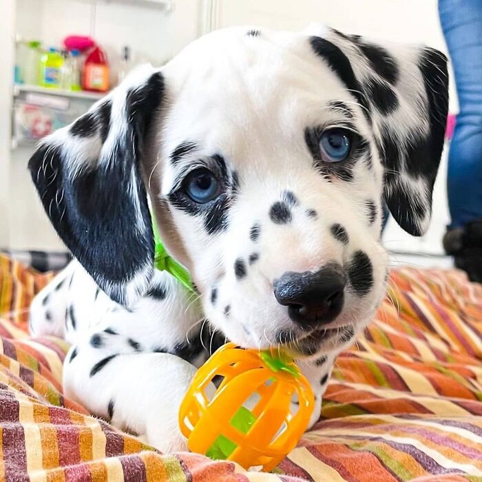 This Instagram Page Is Dedicated To Sharing The Cutest Puppies On The Internet, And Here Are 40 Of Our Favorites This Instagram Page Is Dedicated To Sharing The Cutest Puppies On The Internet, And Here Are 40 Of Our Favorites