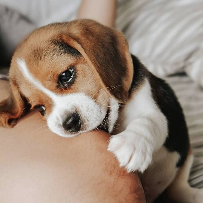 This Instagram Page Is Dedicated To Sharing The Cutest Puppies On The Internet, And Here Are 40 Of Our Favorites This Instagram Page Is Dedicated To Sharing The Cutest Puppies On The Internet, And Here Are 40 Of Our Favorites