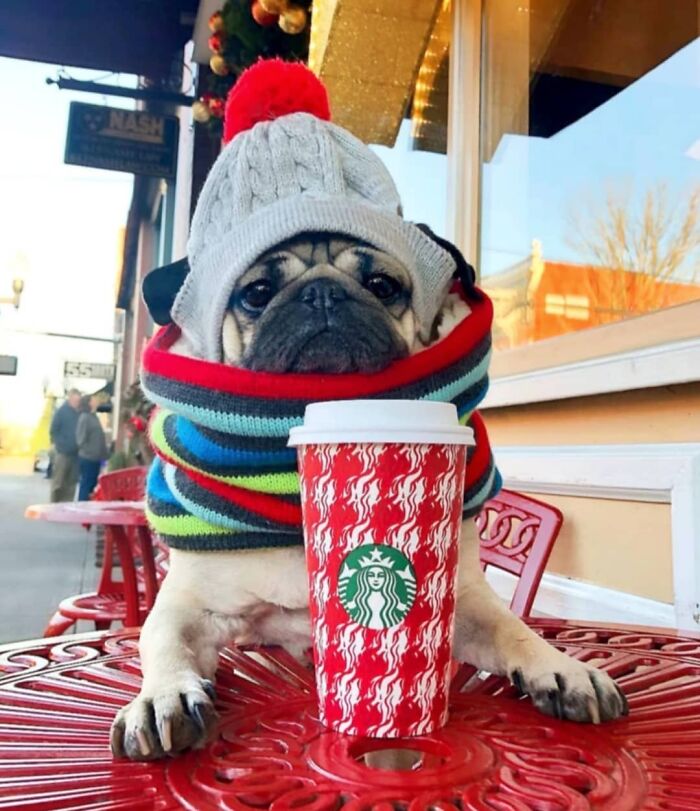 This Instagram Page Is Dedicated To Sharing The Cutest Puppies On The Internet, And Here Are 40 Of Our Favorites This Instagram Page Is Dedicated To Sharing The Cutest Puppies On The Internet, And Here Are 40 Of Our Favorites