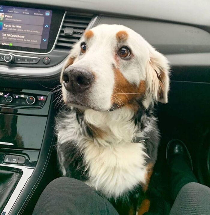This Instagram Page Is Dedicated To Sharing The Cutest Puppies On The Internet, And Here Are 40 Of Our Favorites This Instagram Page Is Dedicated To Sharing The Cutest Puppies On The Internet, And Here Are 40 Of Our Favorites