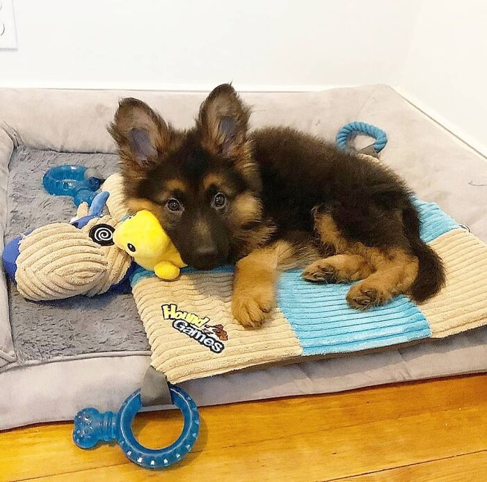 This Instagram Page Is Dedicated To Sharing The Cutest Puppies On The Internet, And Here Are 40 Of Our Favorites This Instagram Page Is Dedicated To Sharing The Cutest Puppies On The Internet, And Here Are 40 Of Our Favorites