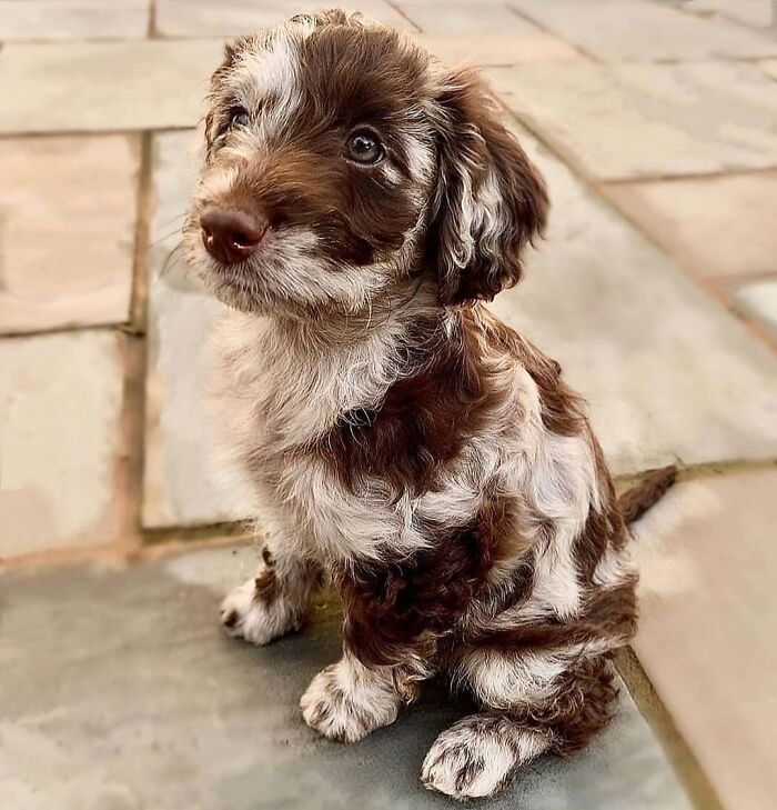 This Instagram Page Is Dedicated To Sharing The Cutest Puppies On The Internet, And Here Are 40 Of Our Favorites This Instagram Page Is Dedicated To Sharing The Cutest Puppies On The Internet, And Here Are 40 Of Our Favorites