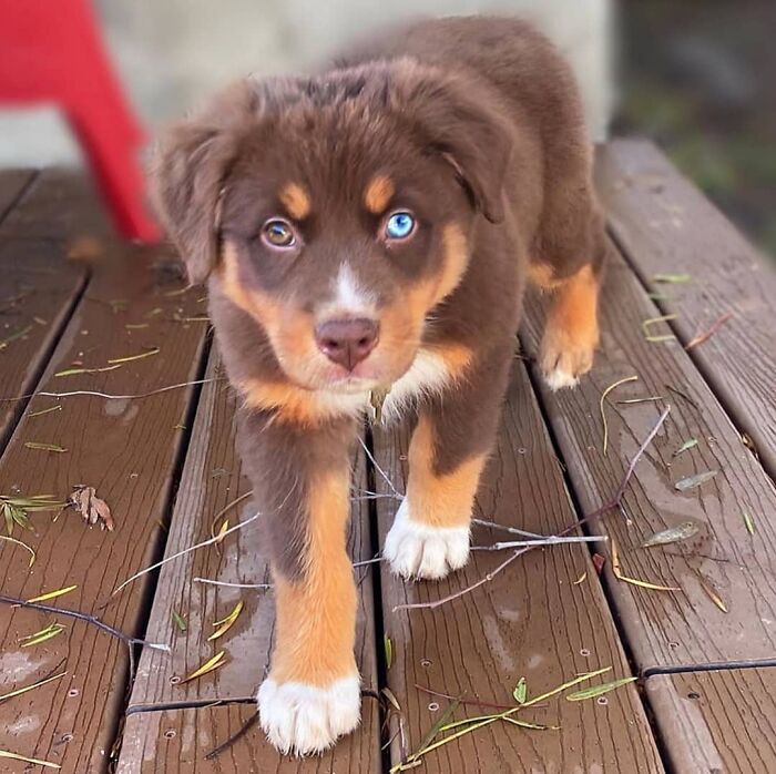 This Instagram Page Is Dedicated To Sharing The Cutest Puppies On The Internet, And Here Are 40 Of Our Favorites This Instagram Page Is Dedicated To Sharing The Cutest Puppies On The Internet, And Here Are 40 Of Our Favorites