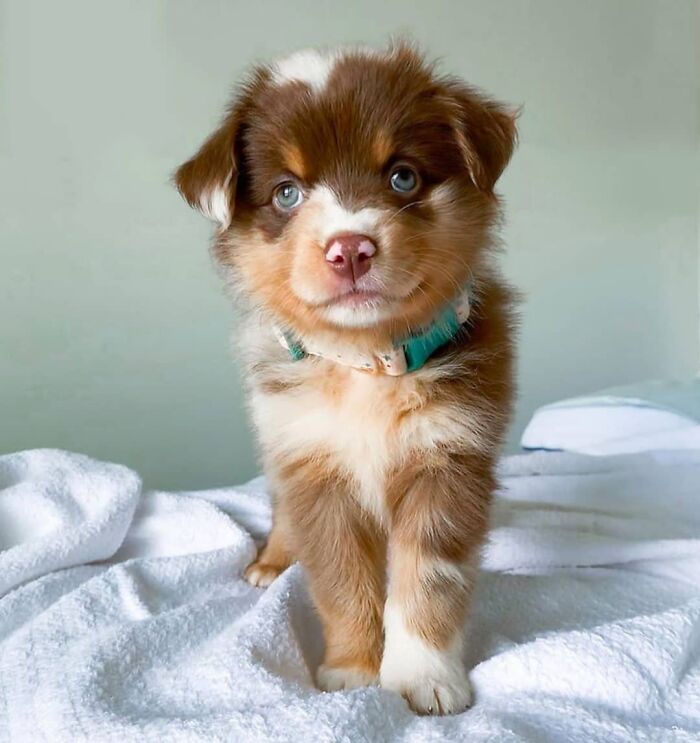 This Instagram Page Is Dedicated To Sharing The Cutest Puppies On The Internet, And Here Are 40 Of Our Favorites This Instagram Page Is Dedicated To Sharing The Cutest Puppies On The Internet, And Here Are 40 Of Our Favorites