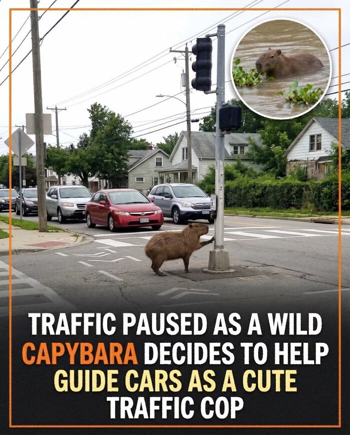 This Page Shared 25 Fictional Capybara “Facts” That Are So Funny We Wish They Were Real This Page Shared 25 Fictional Capybara “Facts” That Are So Funny We Wish They Were Real