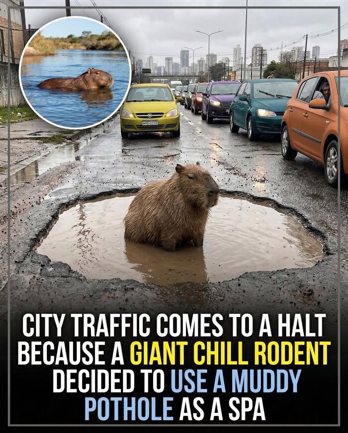 This Page Shared 25 Fictional Capybara “Facts” That Are So Funny We Wish They Were Real This Page Shared 25 Fictional Capybara “Facts” That Are So Funny We Wish They Were Real
