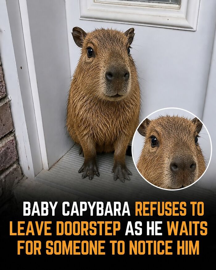 This Page Shared 25 Fictional Capybara “Facts” That Are So Funny We Wish They Were Real This Page Shared 25 Fictional Capybara “Facts” That Are So Funny We Wish They Were Real