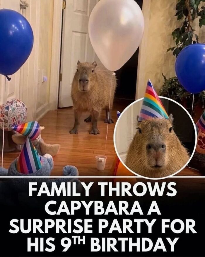This Page Shared 25 Fictional Capybara “Facts” That Are So Funny We Wish They Were Real This Page Shared 25 Fictional Capybara “Facts” That Are So Funny We Wish They Were Real