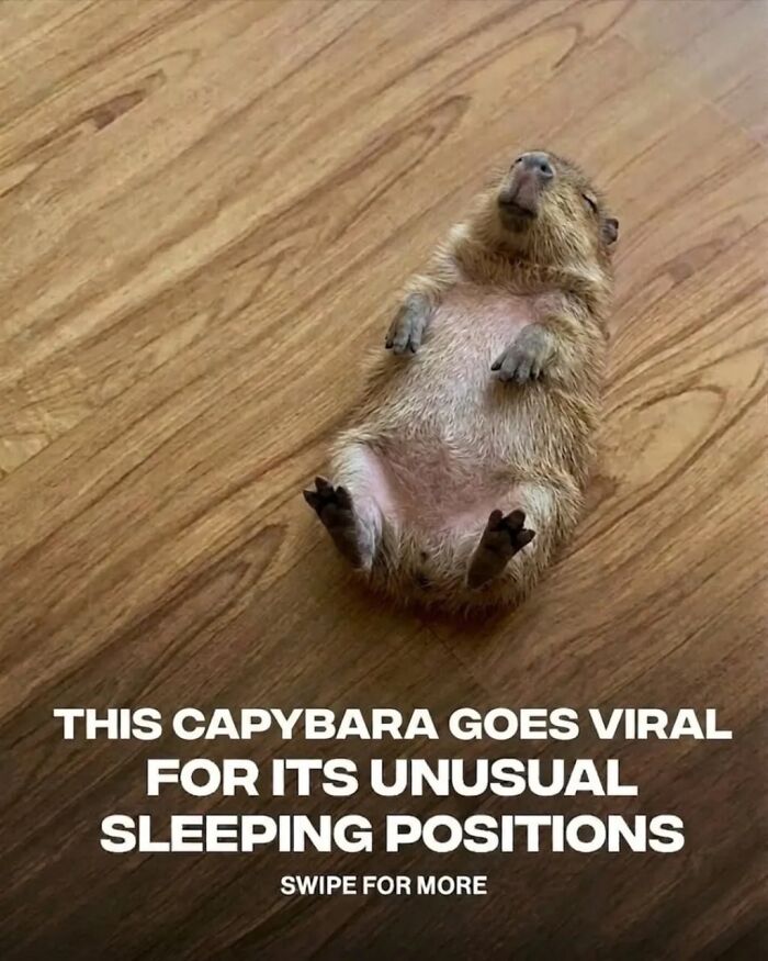 This Page Shared 25 Fictional Capybara “Facts” That Are So Funny We Wish They Were Real This Page Shared 25 Fictional Capybara “Facts” That Are So Funny We Wish They Were Real