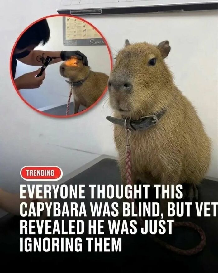 This Page Shared 25 Fictional Capybara “Facts” That Are So Funny We Wish They Were Real This Page Shared 25 Fictional Capybara “Facts” That Are So Funny We Wish They Were Real