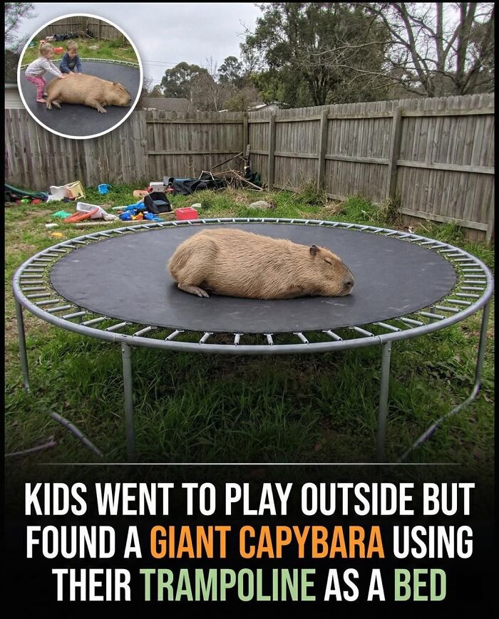 This Page Shared 25 Fictional Capybara “Facts” That Are So Funny We Wish They Were Real This Page Shared 25 Fictional Capybara “Facts” That Are So Funny We Wish They Were Real