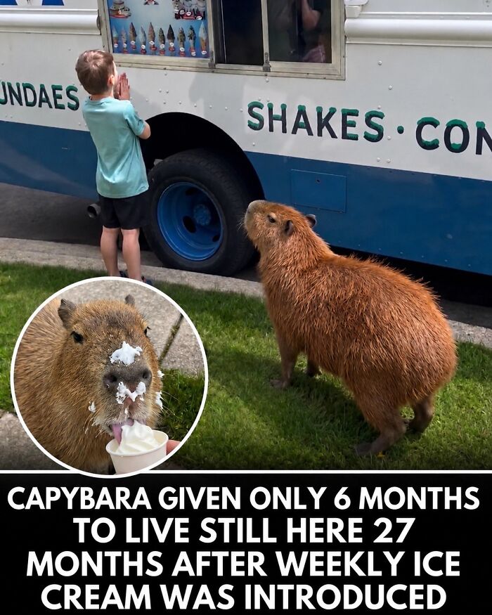 This Page Shared 25 Fictional Capybara “Facts” That Are So Funny We Wish They Were Real This Page Shared 25 Fictional Capybara “Facts” That Are So Funny We Wish They Were Real