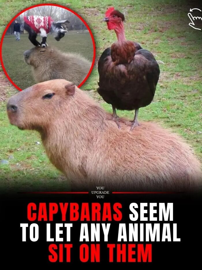 This Page Shared 25 Fictional Capybara “Facts” That Are So Funny We Wish They Were Real This Page Shared 25 Fictional Capybara “Facts” That Are So Funny We Wish They Were Real