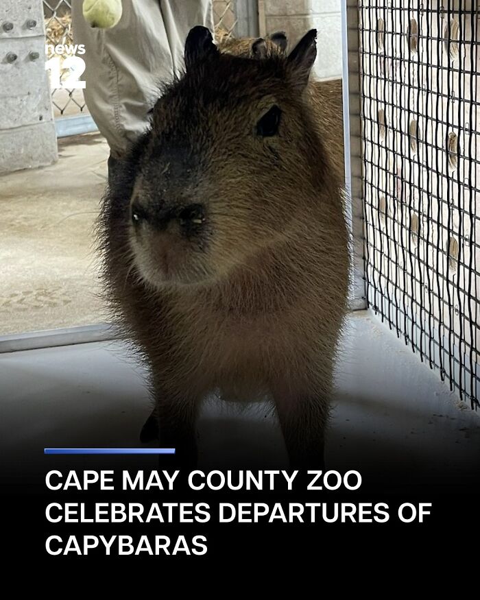 This Page Shared 25 Fictional Capybara “Facts” That Are So Funny We Wish They Were Real This Page Shared 25 Fictional Capybara “Facts” That Are So Funny We Wish They Were Real