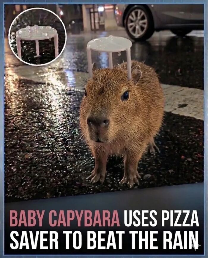 This Page Shared 25 Fictional Capybara “Facts” That Are So Funny We Wish They Were Real This Page Shared 25 Fictional Capybara “Facts” That Are So Funny We Wish They Were Real