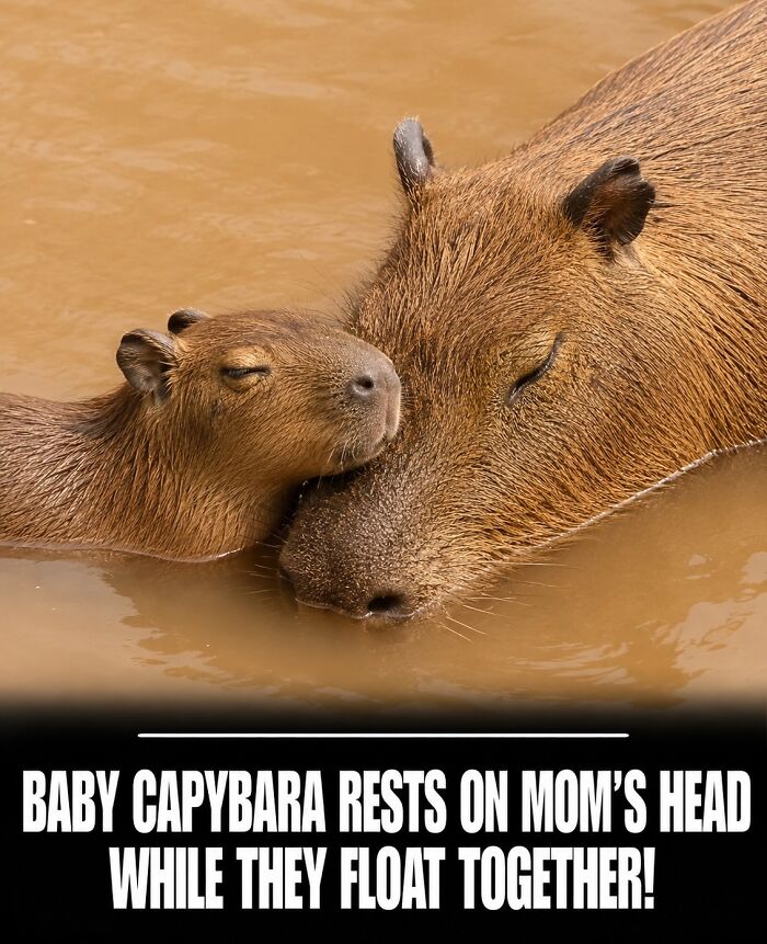 This Page Shared 25 Fictional Capybara “Facts” That Are So Funny We Wish They Were Real This Page Shared 25 Fictional Capybara “Facts” That Are So Funny We Wish They Were Real