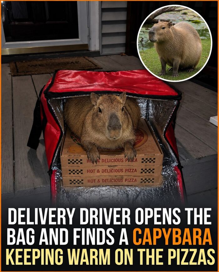 This Page Shared 25 Fictional Capybara “Facts” That Are So Funny We Wish They Were Real This Page Shared 25 Fictional Capybara “Facts” That Are So Funny We Wish They Were Real