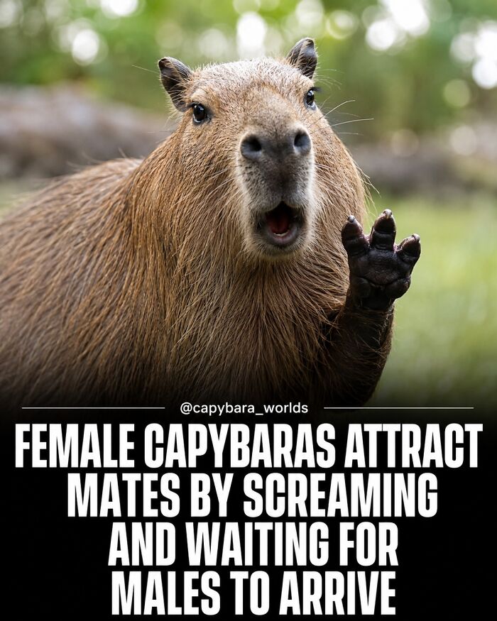 This Page Shared 25 Fictional Capybara “Facts” That Are So Funny We Wish They Were Real This Page Shared 25 Fictional Capybara “Facts” That Are So Funny We Wish They Were Real