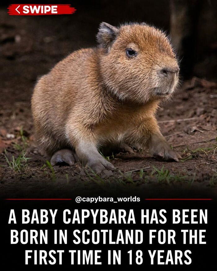 This Page Shared 25 Fictional Capybara “Facts” That Are So Funny We Wish They Were Real This Page Shared 25 Fictional Capybara “Facts” That Are So Funny We Wish They Were Real