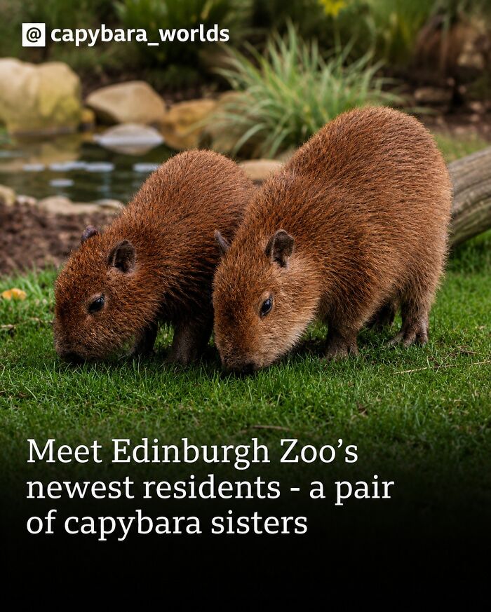 This Page Shared 25 Fictional Capybara “Facts” That Are So Funny We Wish They Were Real This Page Shared 25 Fictional Capybara “Facts” That Are So Funny We Wish They Were Real