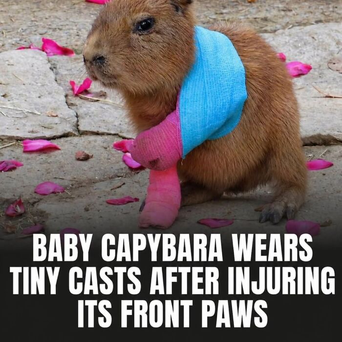 This Page Shared 25 Fictional Capybara “Facts” That Are So Funny We Wish They Were Real This Page Shared 25 Fictional Capybara “Facts” That Are So Funny We Wish They Were Real