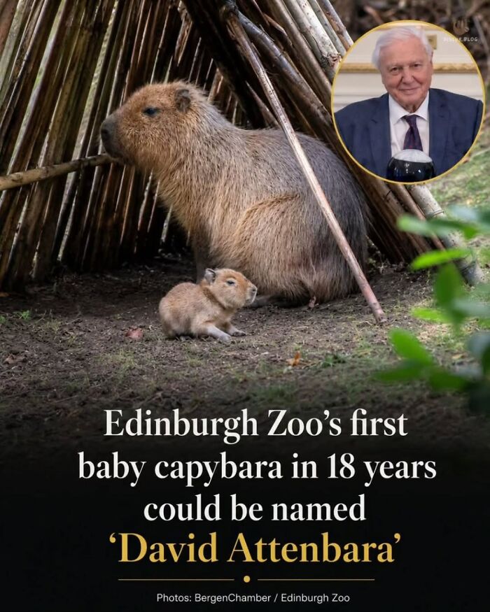 This Page Shared 25 Fictional Capybara “Facts” That Are So Funny We Wish They Were Real This Page Shared 25 Fictional Capybara “Facts” That Are So Funny We Wish They Were Real