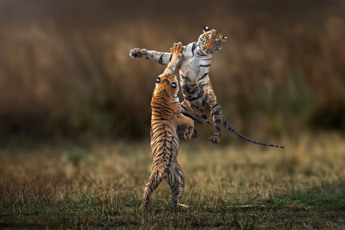 2025 Chromatic Awards: 84 Winning Animal Photos That Are Both Stunning And Dramatic (84 Pics)