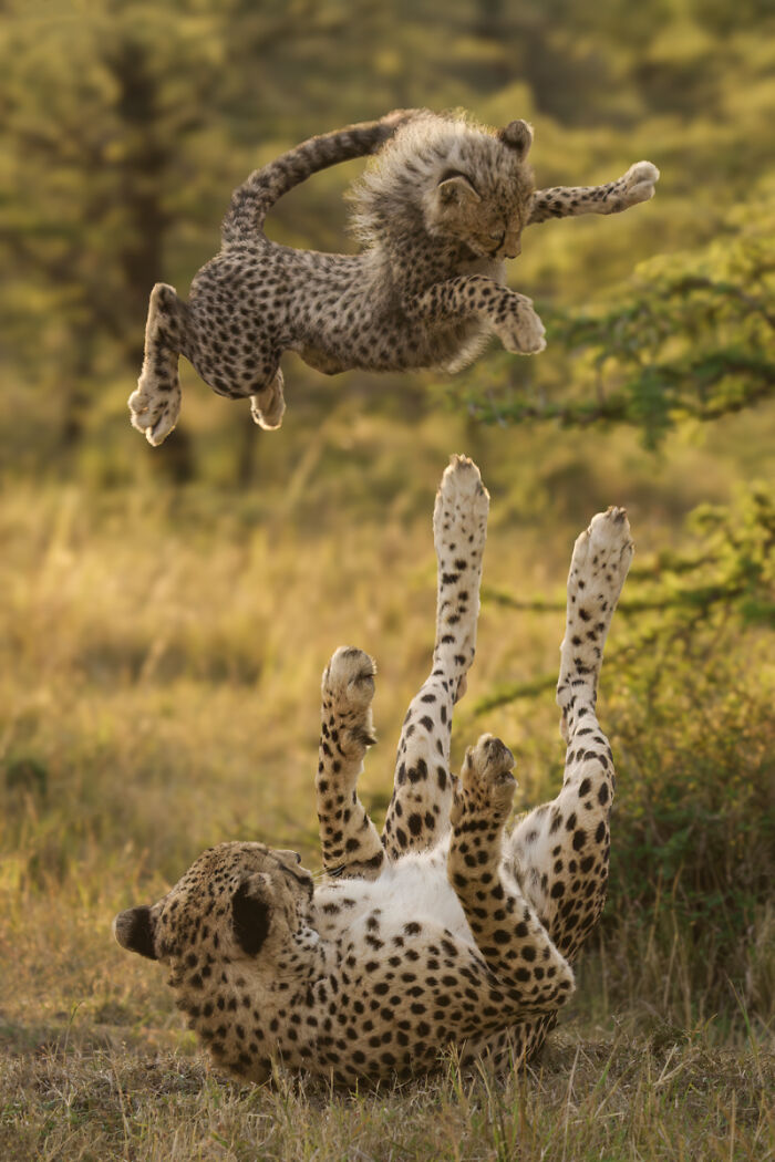 2025 Chromatic Awards: 84 Winning Animal Photos That Are Both Stunning And Dramatic (84 Pics)