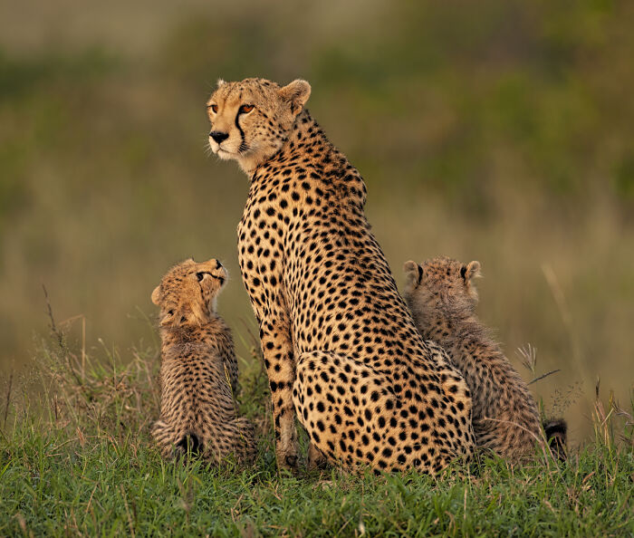 2025 Chromatic Awards: 84 Winning Animal Photos That Are Both Stunning And Dramatic (84 Pics)