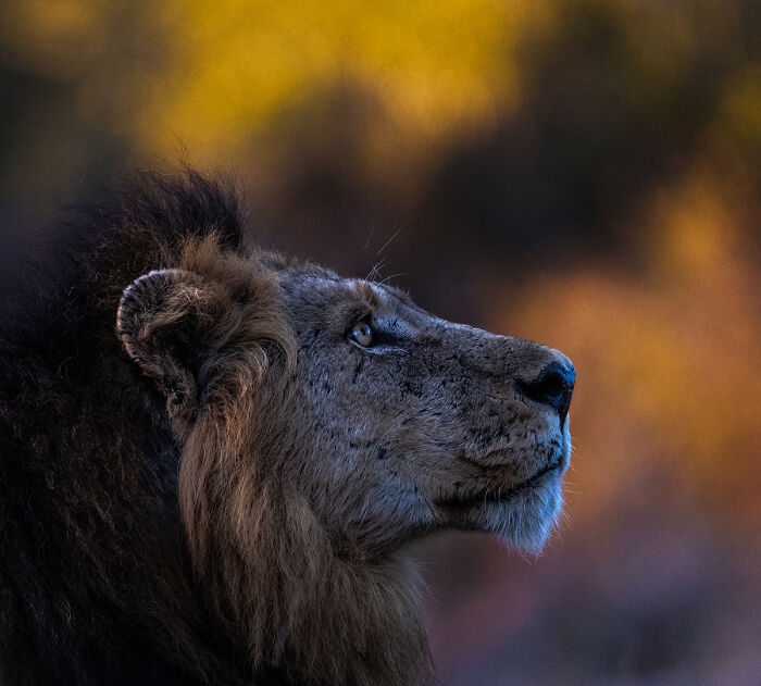 2025 Chromatic Awards: 84 Winning Animal Photos That Are Both Stunning And Dramatic (84 Pics)