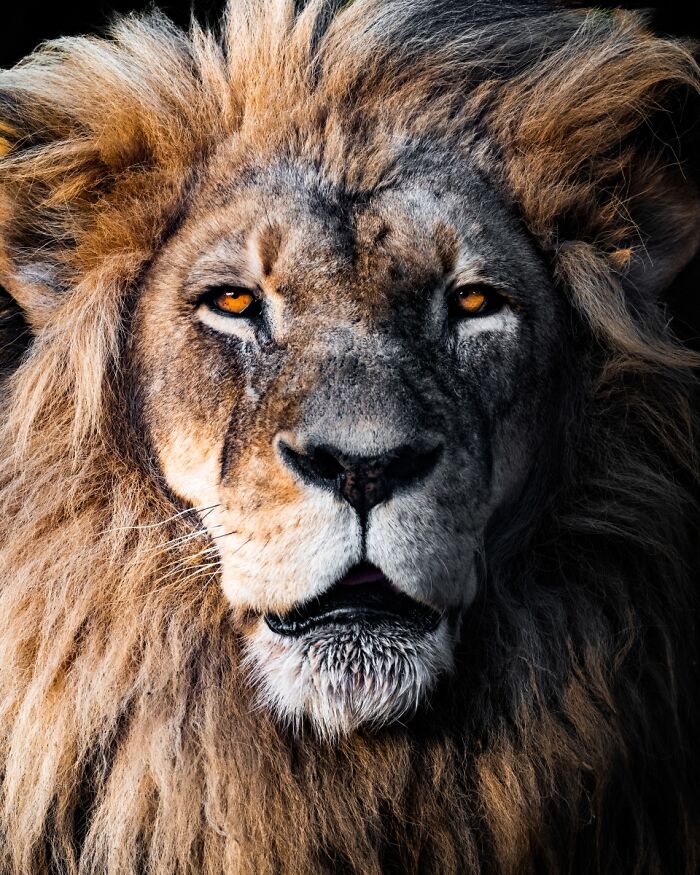 2025 Chromatic Awards: 84 Winning Animal Photos That Are Both Stunning And Dramatic (84 Pics)