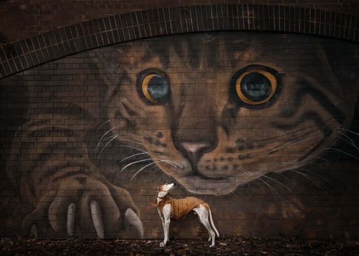 2025 Chromatic Awards: 84 Winning Animal Photos That Are Both Stunning And Dramatic (84 Pics)