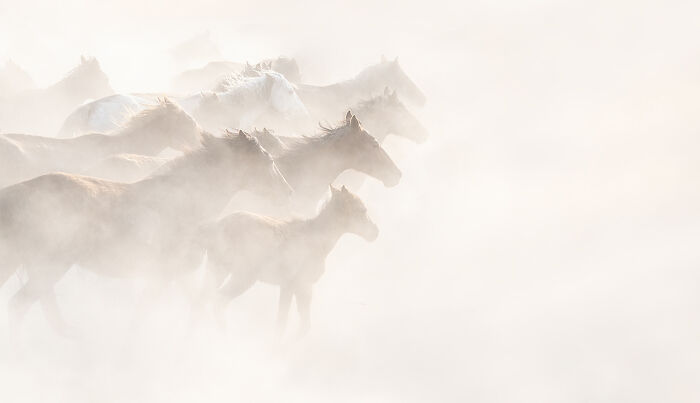 2025 Chromatic Awards: 84 Winning Animal Photos That Are Both Stunning And Dramatic (84 Pics)
