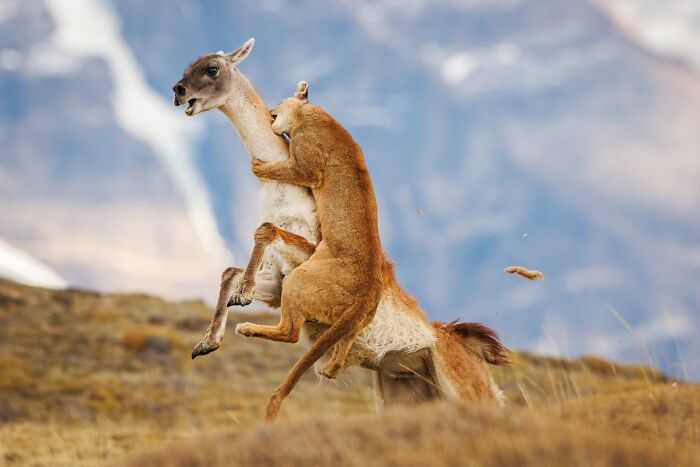 2025 Chromatic Awards: 84 Winning Animal Photos That Are Both Stunning And Dramatic (84 Pics)