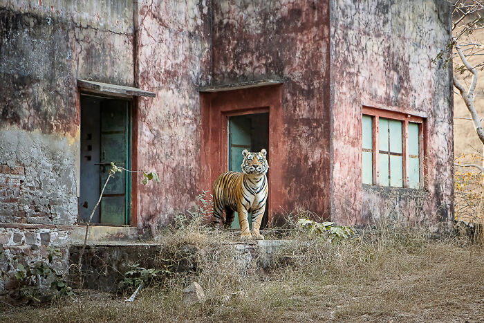 2025 Chromatic Awards: 84 Winning Animal Photos That Are Both Stunning And Dramatic (84 Pics)