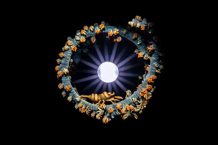 2025 Chromatic Awards: 84 Winning Animal Photos That Are Both Stunning And Dramatic (84 Pics)
