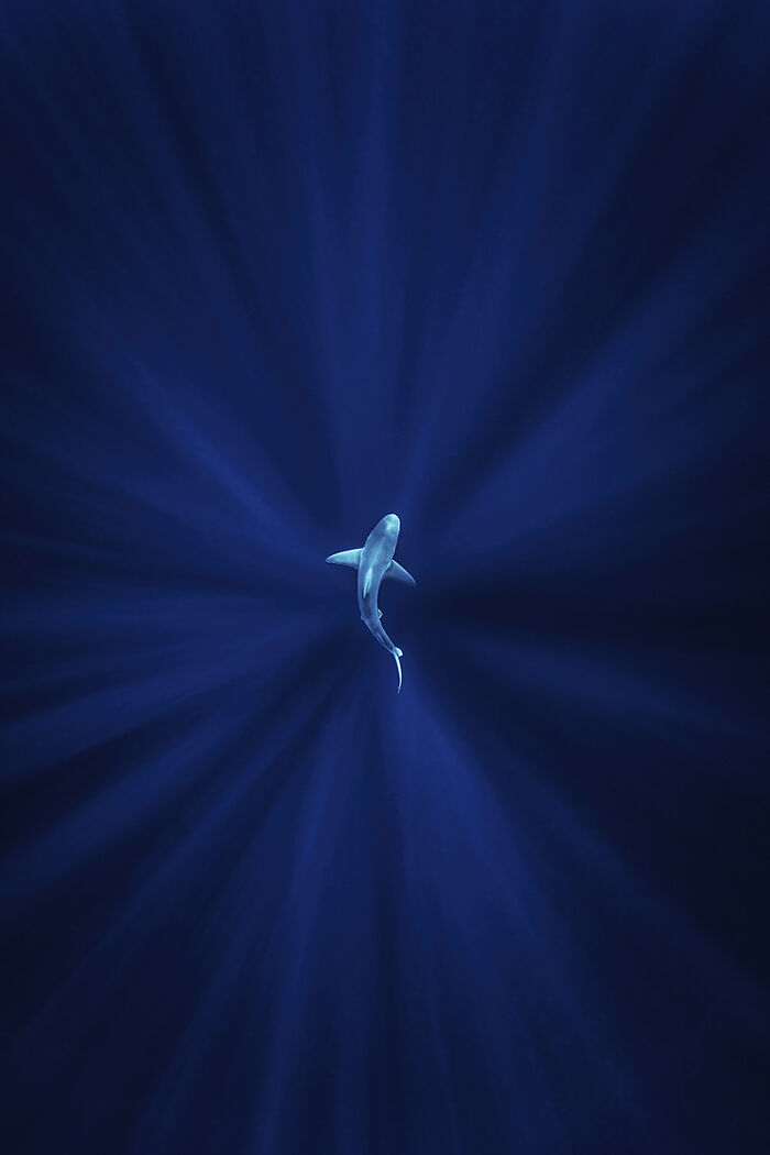 2025 Chromatic Awards: 84 Winning Animal Photos That Are Both Stunning And Dramatic (84 Pics)