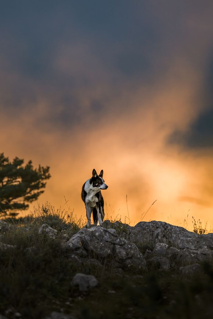 2025 Chromatic Awards: 84 Winning Animal Photos That Are Both Stunning And Dramatic (84 Pics)